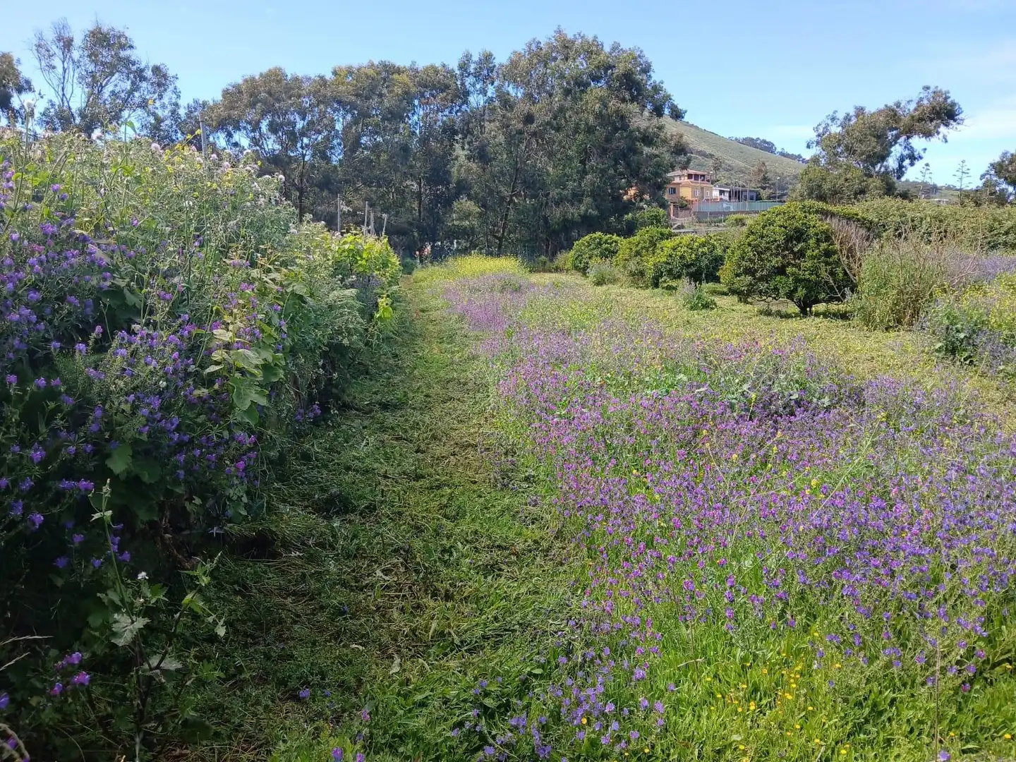Jardín de Finca rústica en venta en El Rosario con Jardín privado, Terraza y Alarma