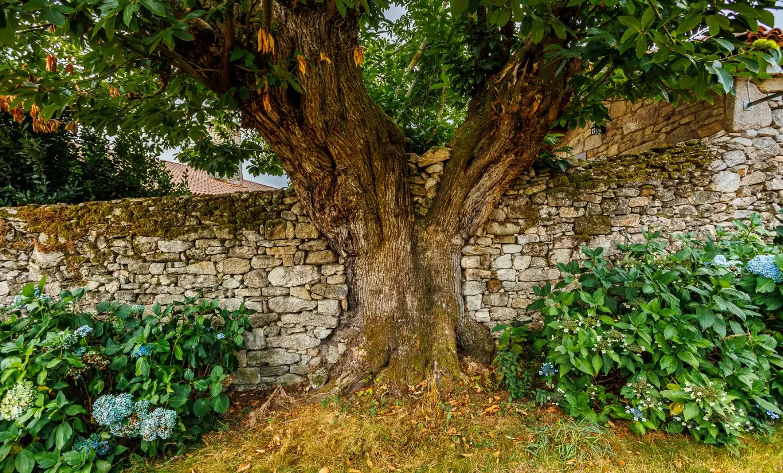 Jardí de Finca rústica en venda en Chantada amb Aire condicionat, Calefacció i Jardí privat