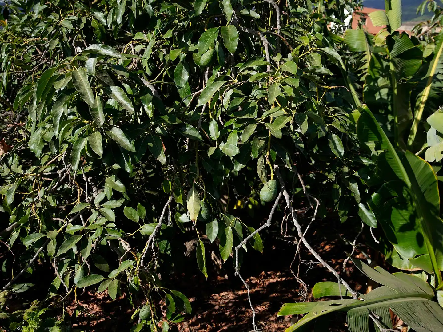 Jardín de Terreno en venta en Arafo, Santa Cruz de Tenerife