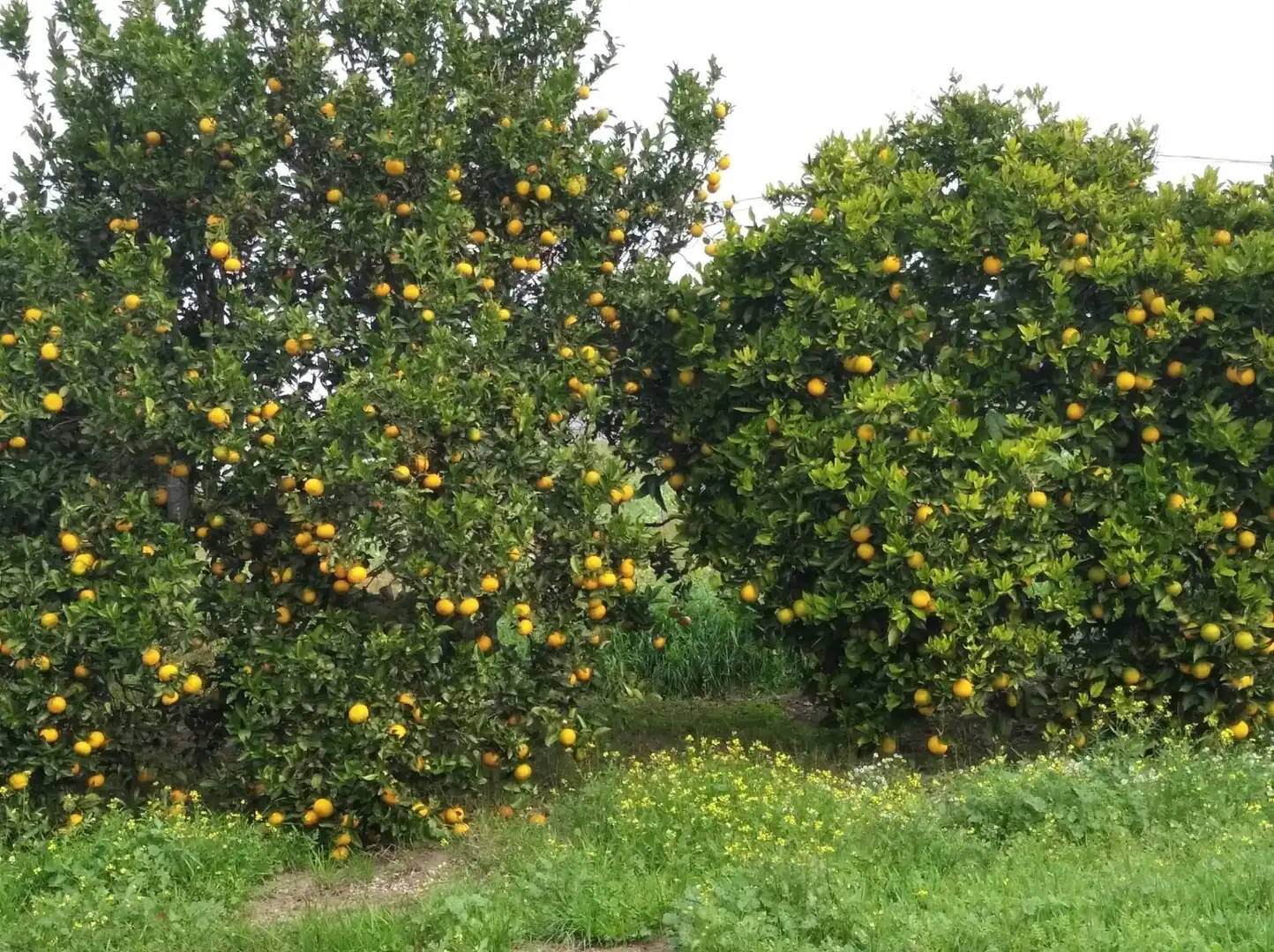 Terreno rustico in vendita a Barbate ciudad, imagen 4