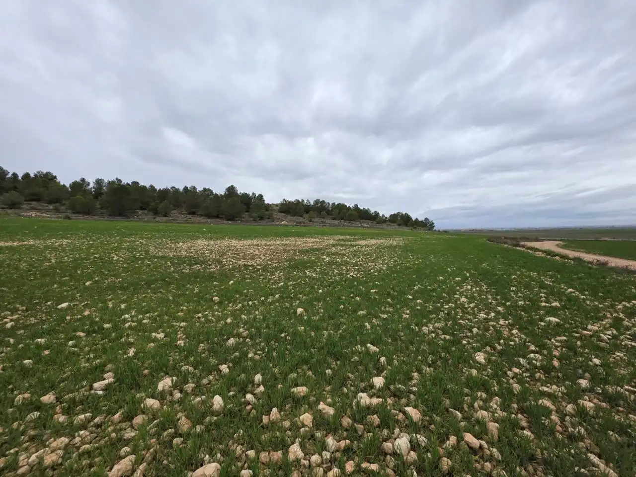 Rural land for sale in Chinchilla de Monte-Aragón, imagen 4