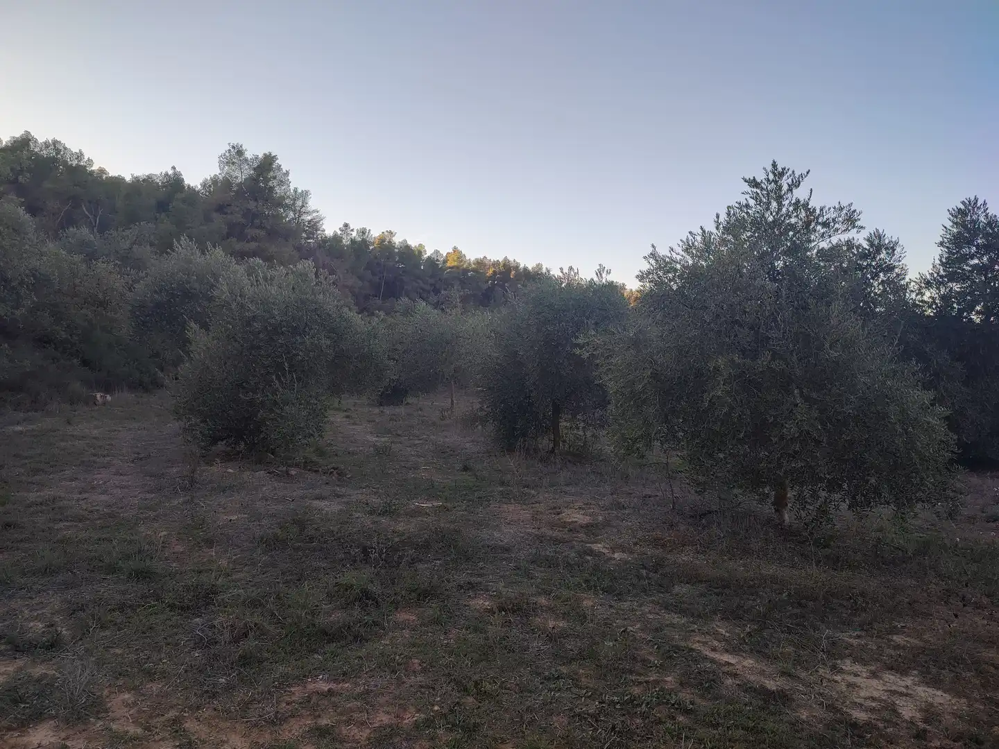 Terreno rústico en venta en L'Albagés, imagen 33