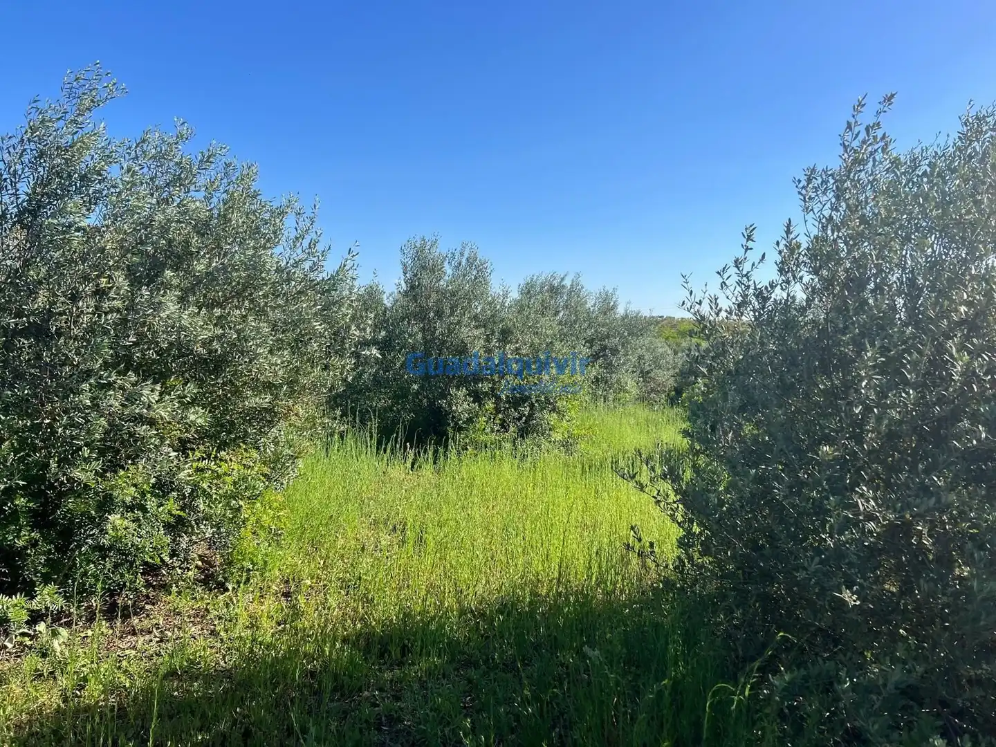 Terrain rustique à vendre à La Hacienda - Nueva Andalucía, imagen 5