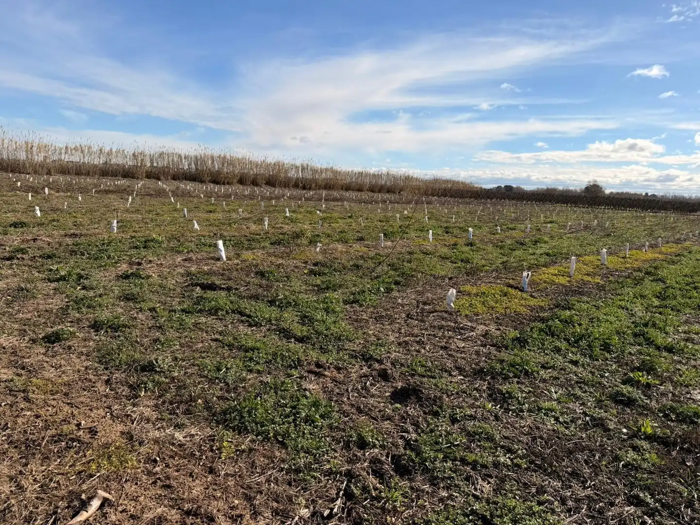 Terreno rustico in vendita a Corbins, imagen 2
