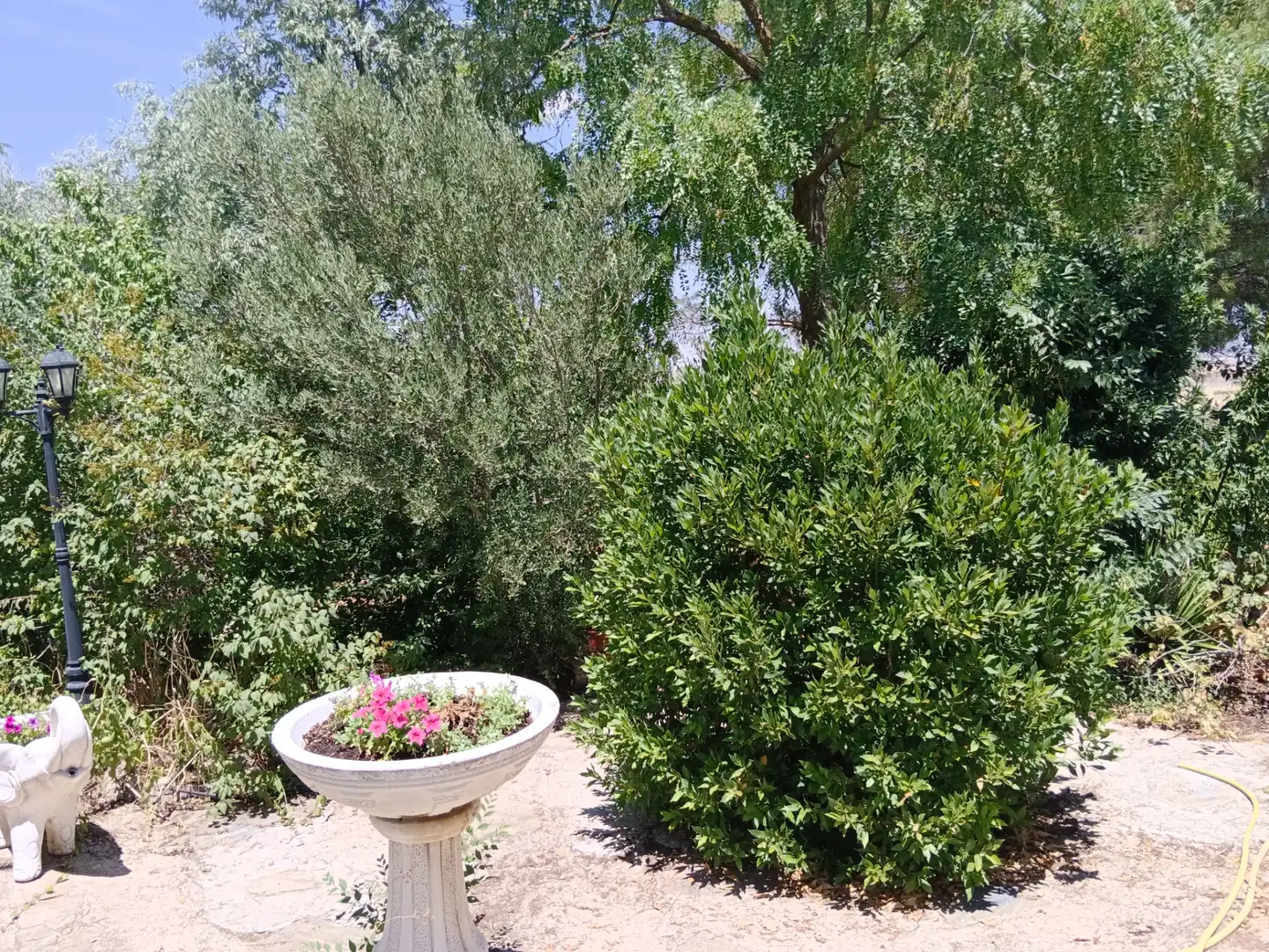 Jardí de Casa o xalet en venda en Illana amb Jardí privat, Terrassa i Piscina