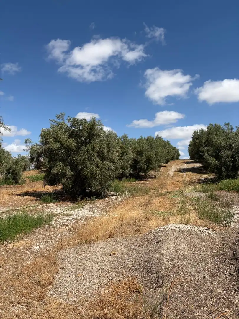 Terreno rustico in vendita a Santaella, imagen 4