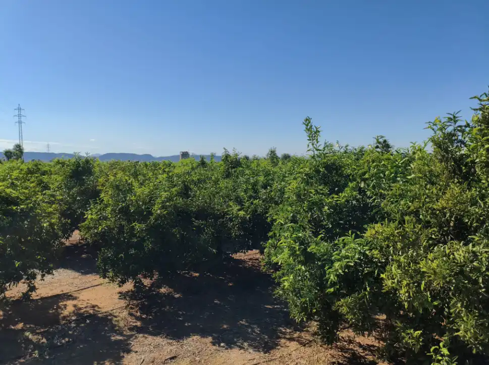 Terreno rustico in vendita a Rafelguaraf, imagen 3