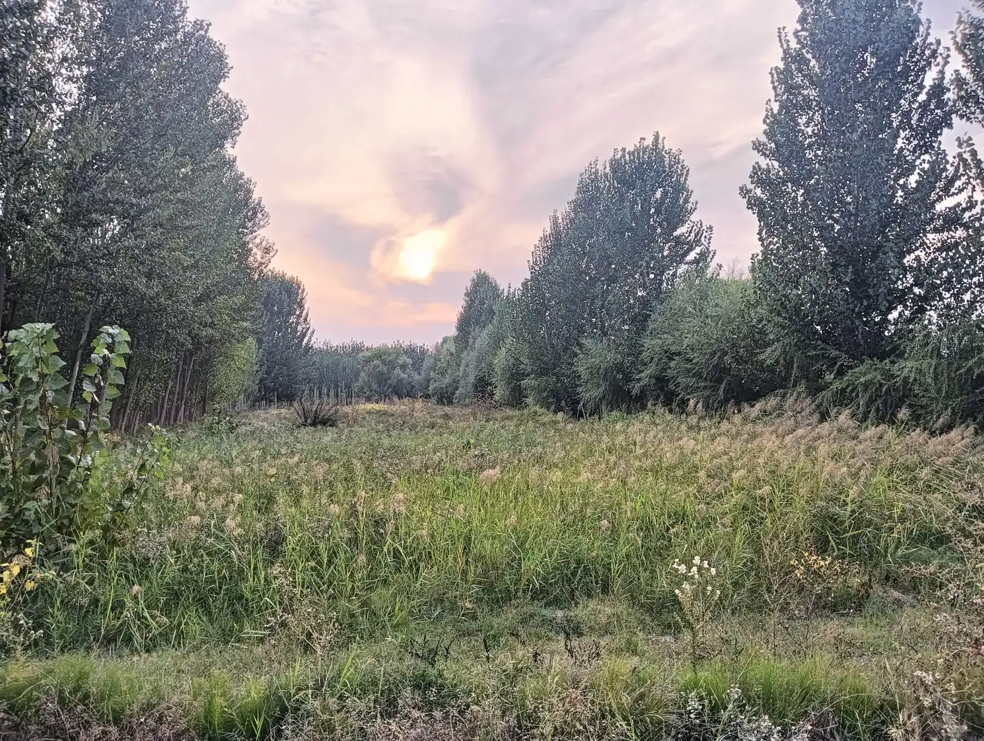 Rural land for sale in Paseo del Prado, imagen 5