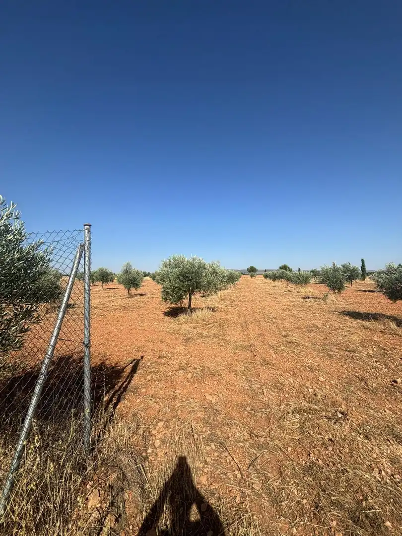 Rural land for sale in Valdepeñas, imagen 21
