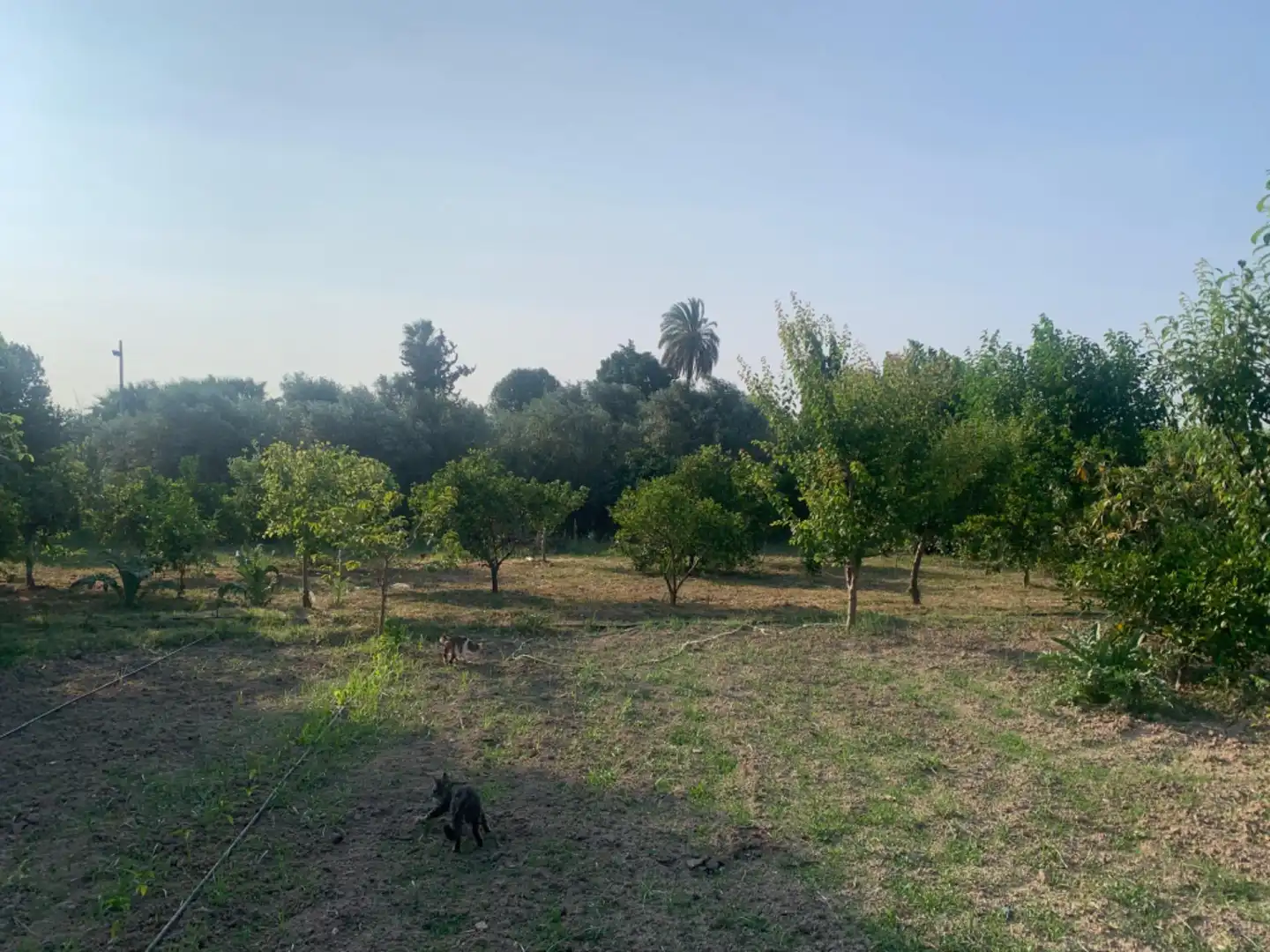 Finca rústica en venda a Alquerías