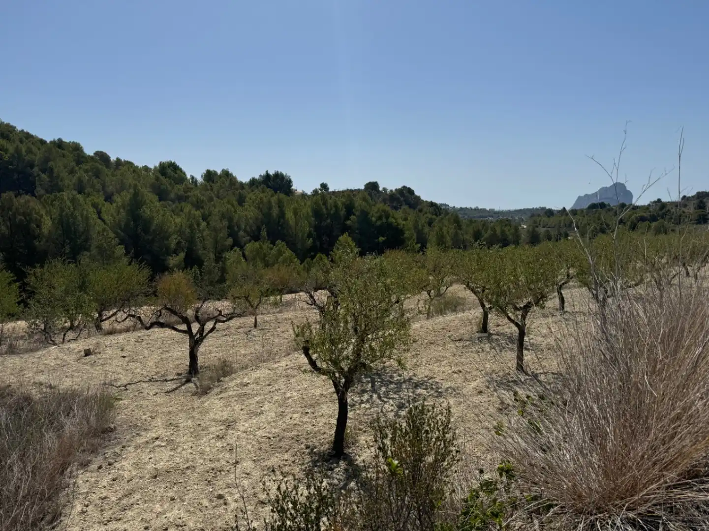 Terrenos y solares en venta en Benissa pueblo