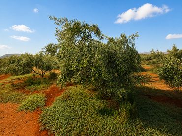 Terreno rustico in vendita a Camino la Orilla