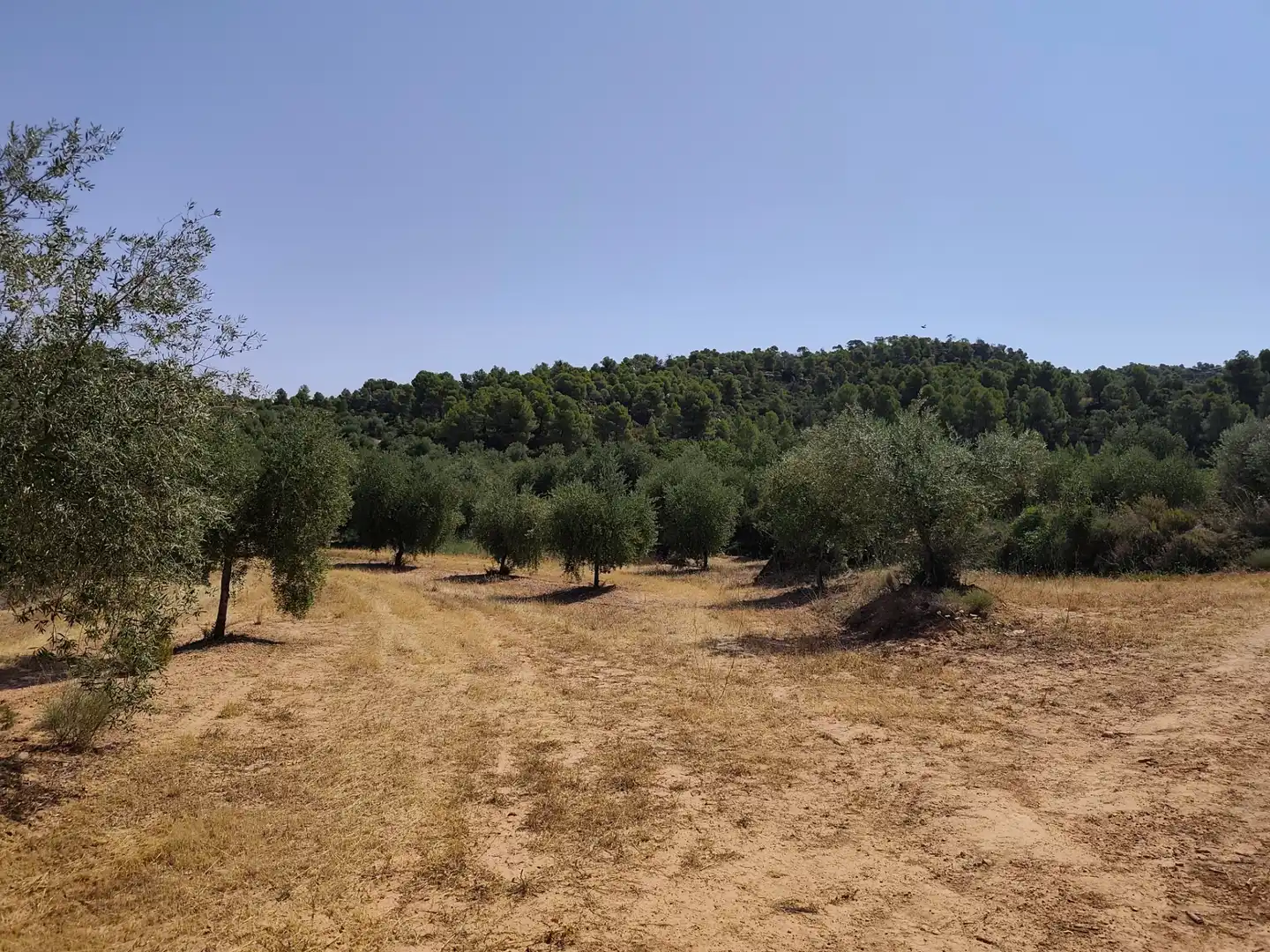 Terreno en venta en Cervià de Les Garrigues