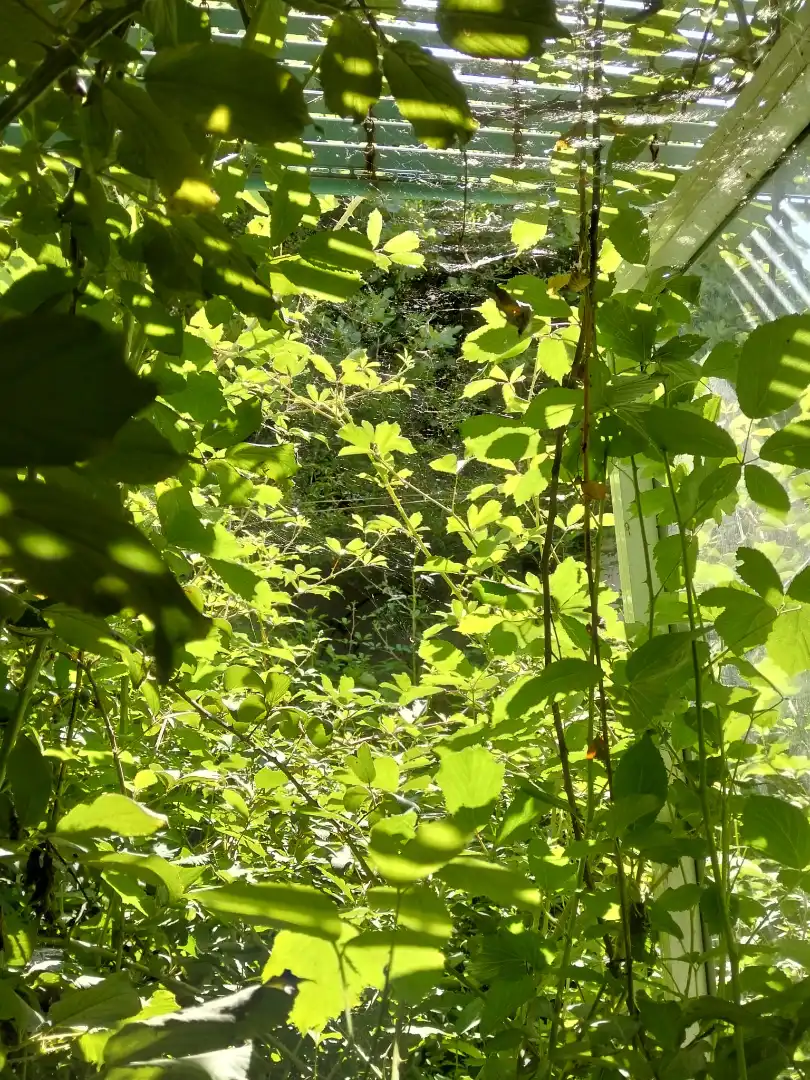 Jardí de Casa adosada en venda en Jabugo amb Jardí privat i Balcó