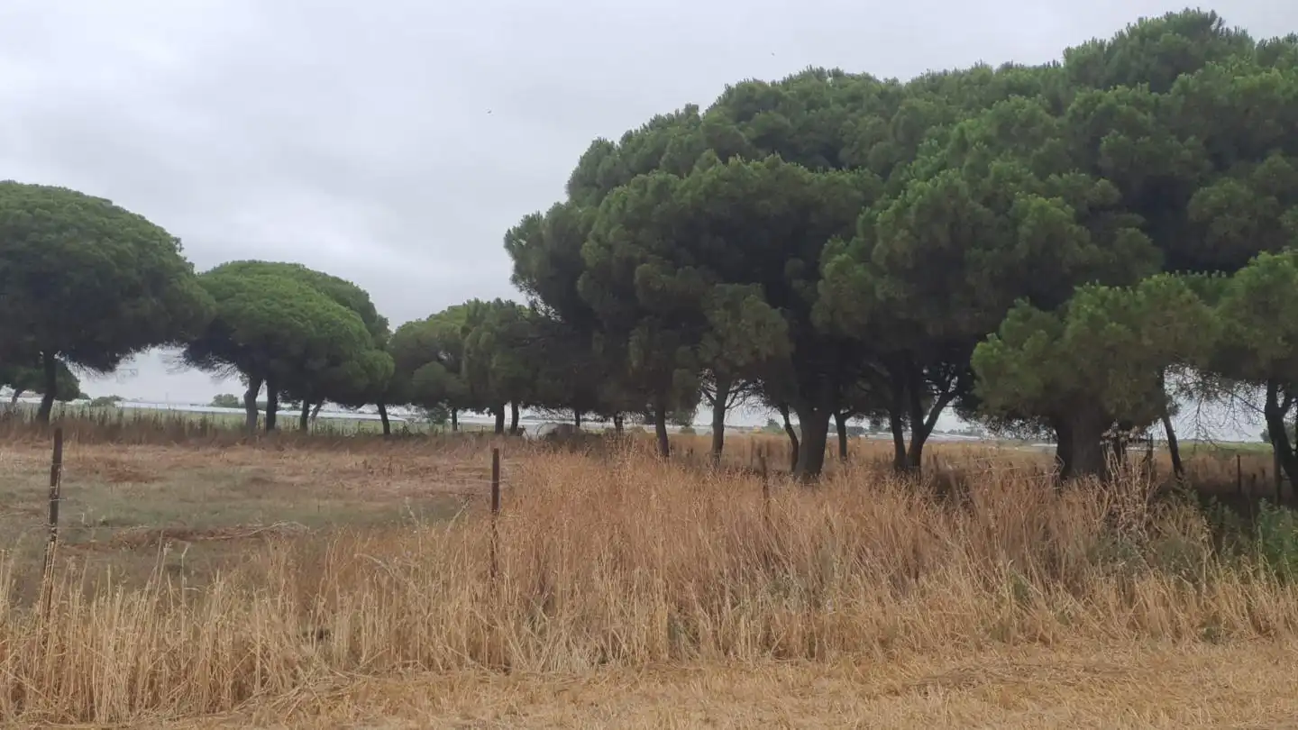 Terreni e lotti in vendita a Las Manchuelas, imagen 7