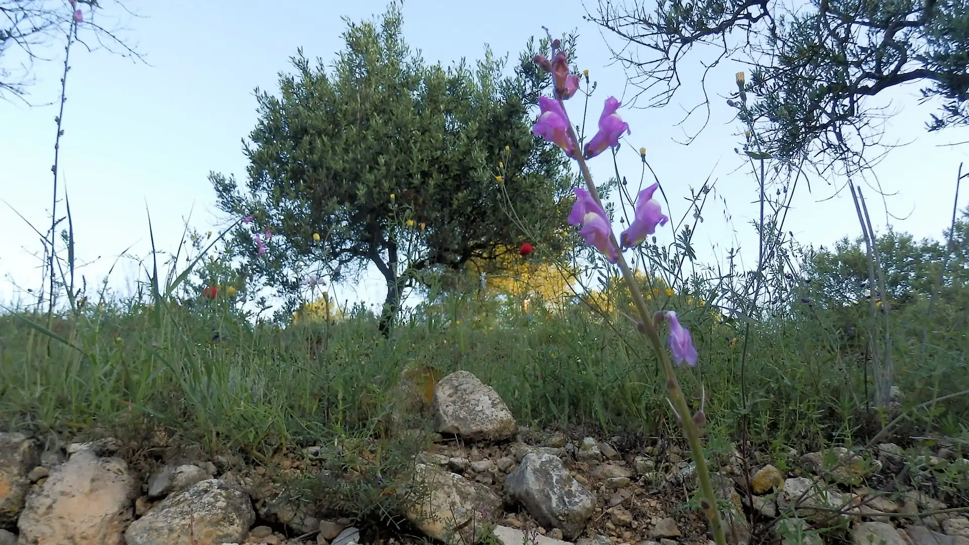 Terreno rustico in vendita a Miravet, imagen 13