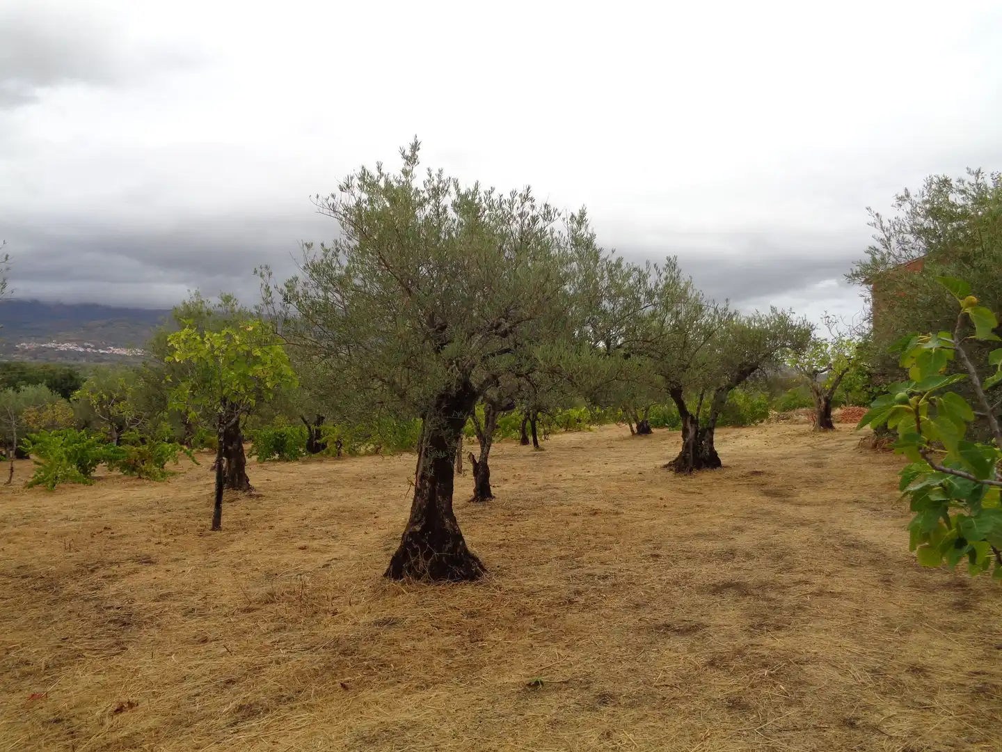 Residential for sale in Carretera de Pasaron, Tejeda de Tiétar