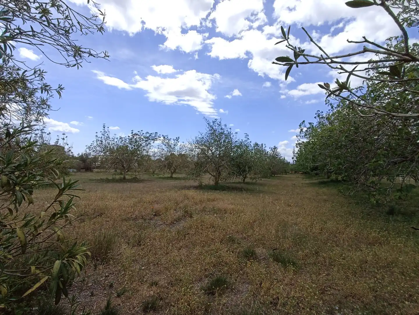 Rural land for sale in Carretera, imagen 12