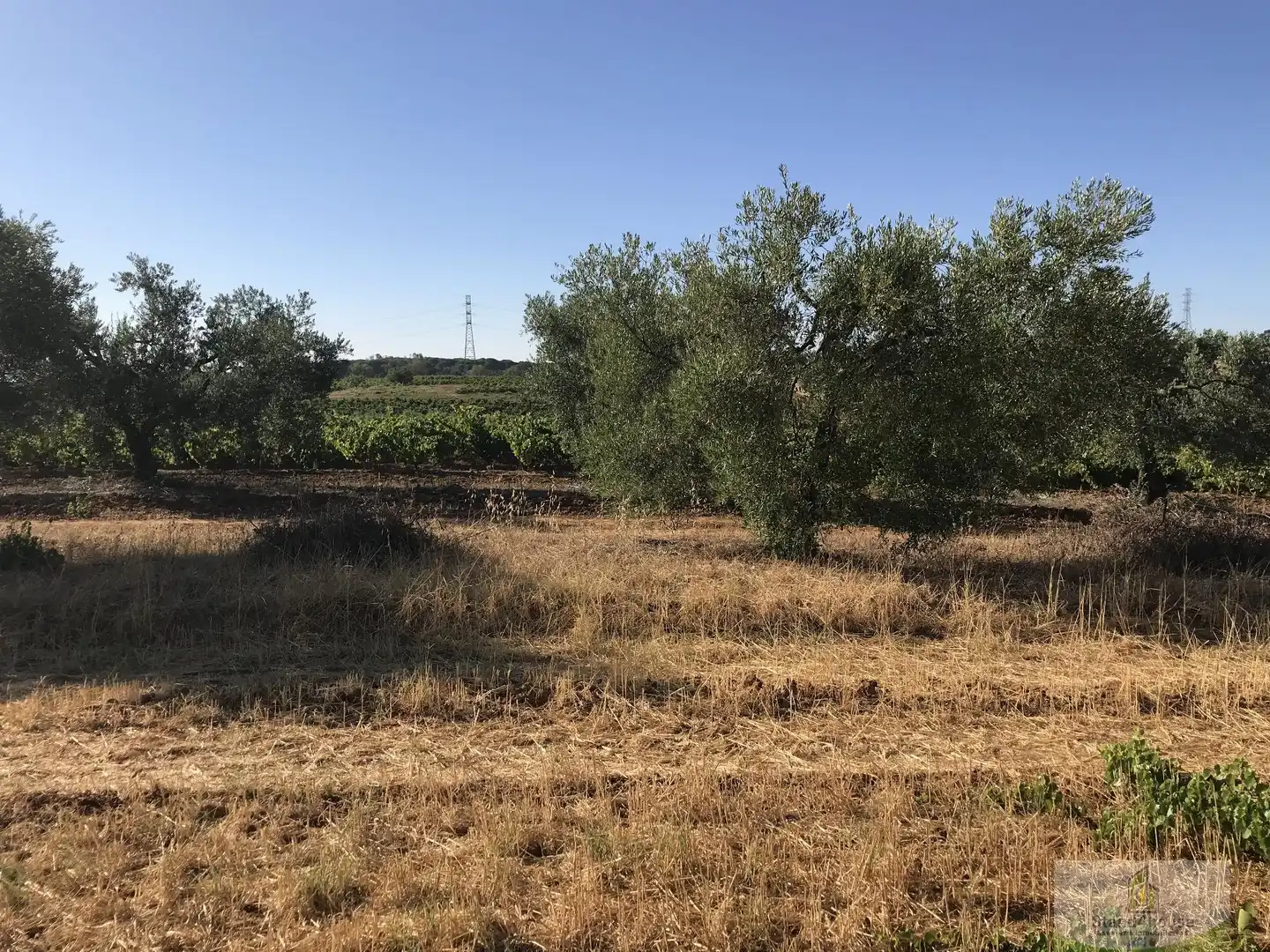 Finca rústica en venta en Chucena