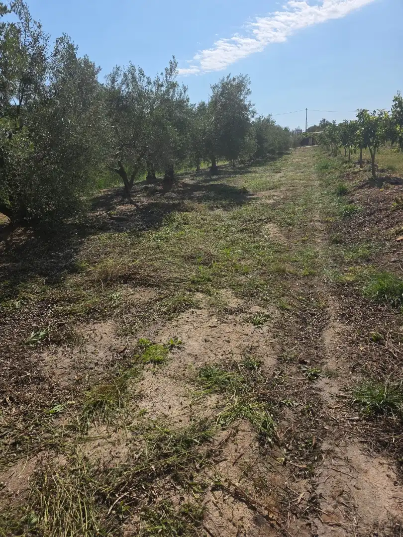 Land for sale in Nules