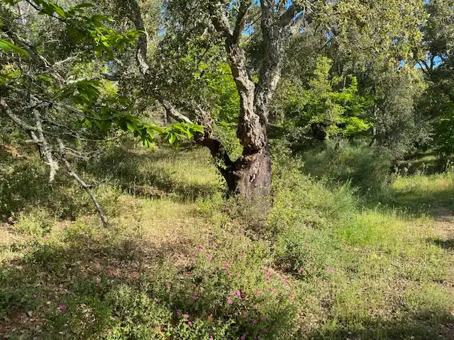 Terreni e lotti in vendita a Fuenteheridos, imagen 8