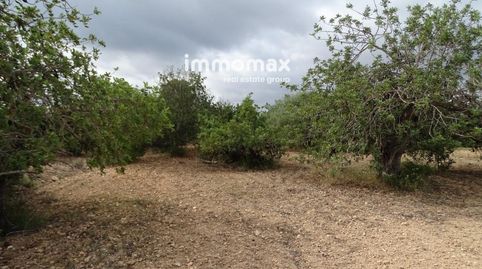 Finca rustica de olivos en venta en Xerta, imatge 5