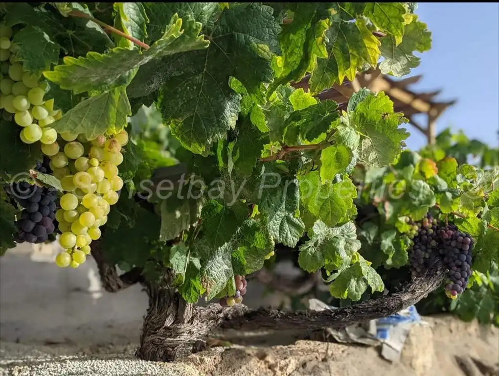 Vista exterior de Finca rústica en venta en Granadilla de Abona con Jardín privado, Terraza y Piscina