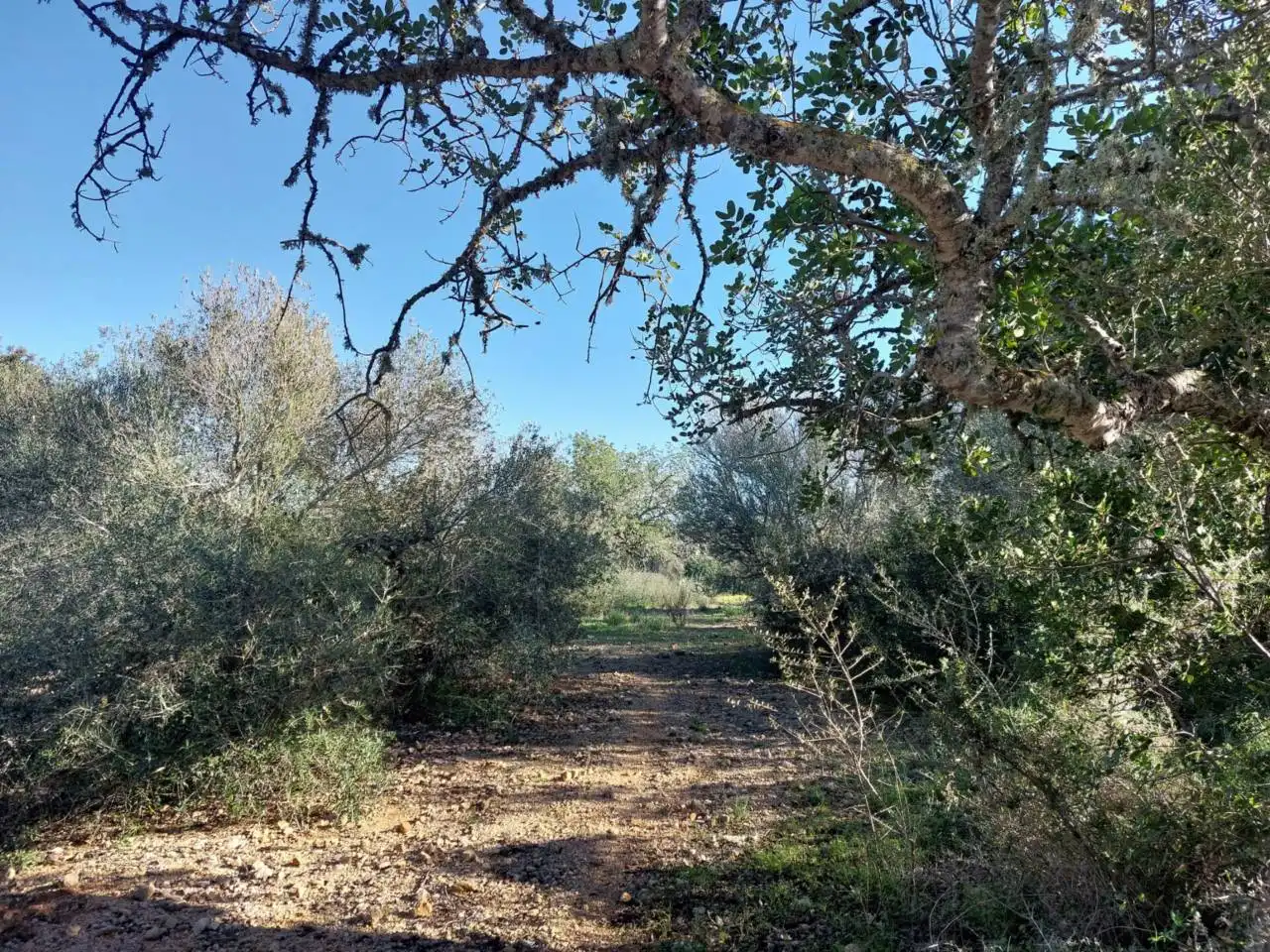 Rural land for sale in Poligono 5 723, imagen 33
