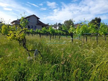 Terreno residenziale in vendita a CM ROTEA [DA]-PETELOS