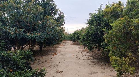 FINCA DE REGADÍO CON NARANJOS SITUADA FRENTE AL EBRO., immagine 3