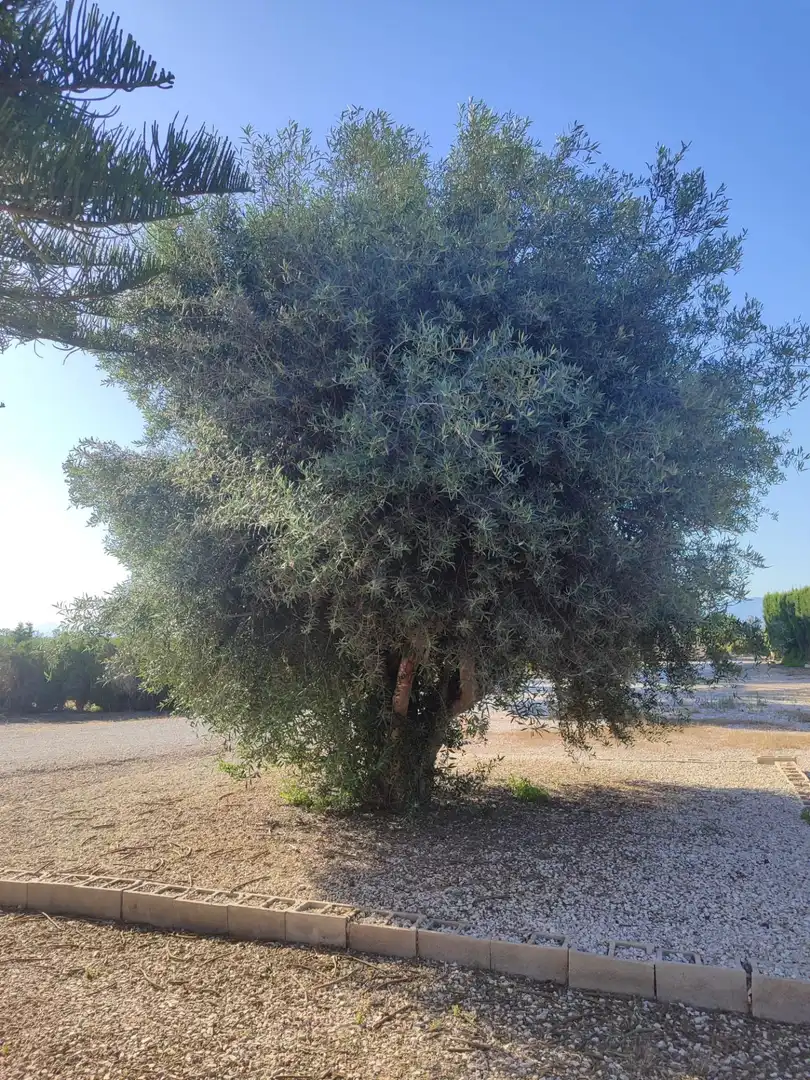 Jardín de Casa o chalet en venta en Almoradí con Aire acondicionado y Alarma