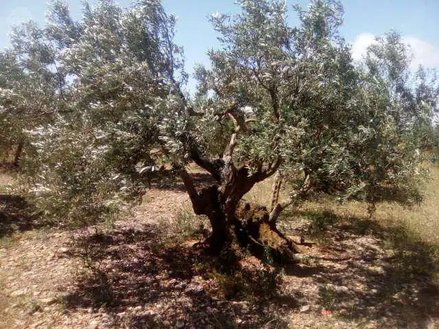 Terreni e lotti in vendita a Jódar, imagen 2