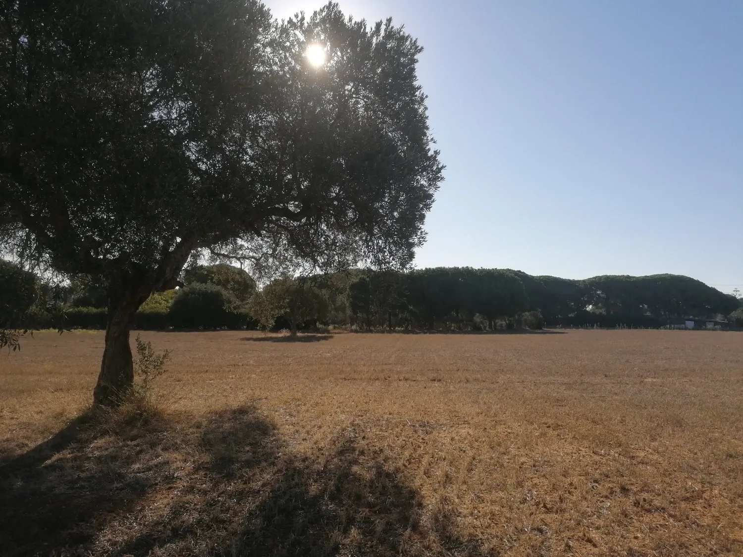 Finca rústica en venda en Puerto Real