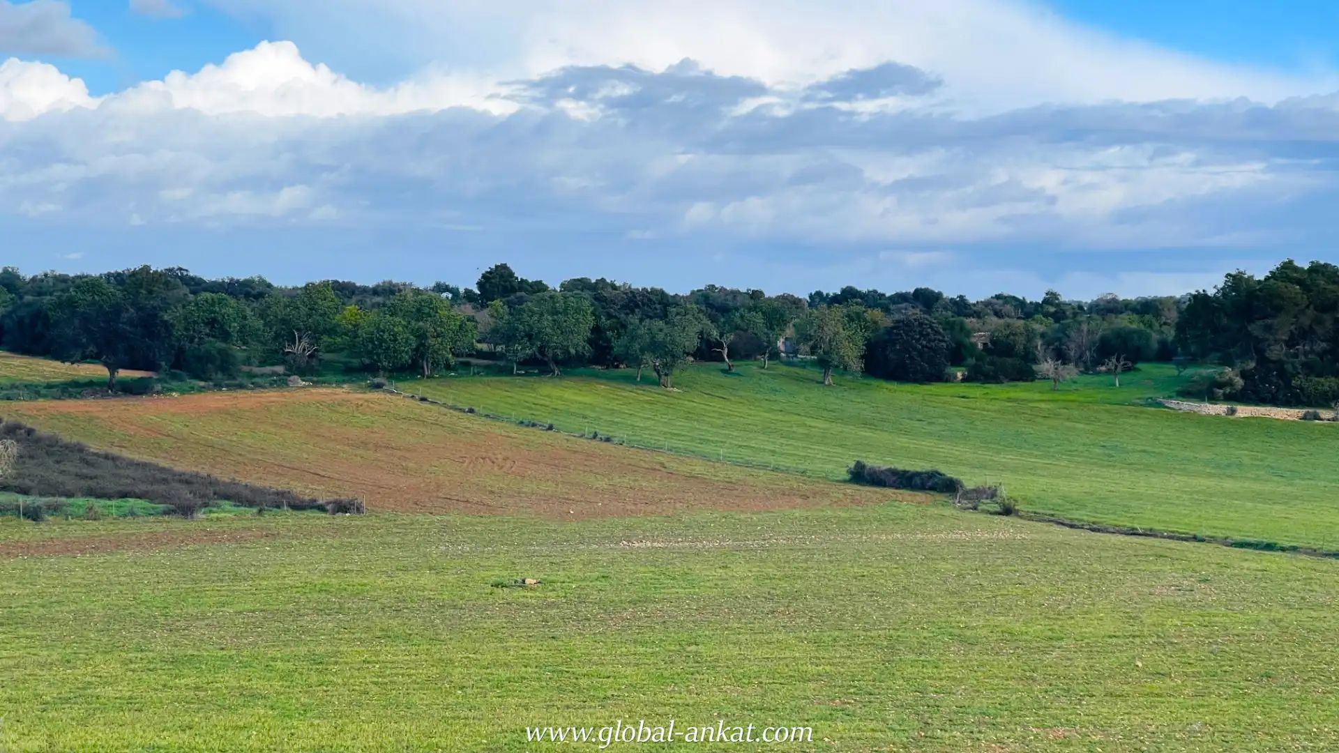 Rural land for sale in Felanitx Poble, imagen 3