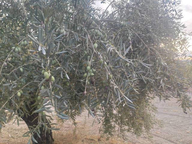 Terreno en Venta en TERMINO DE BAENA en Baena