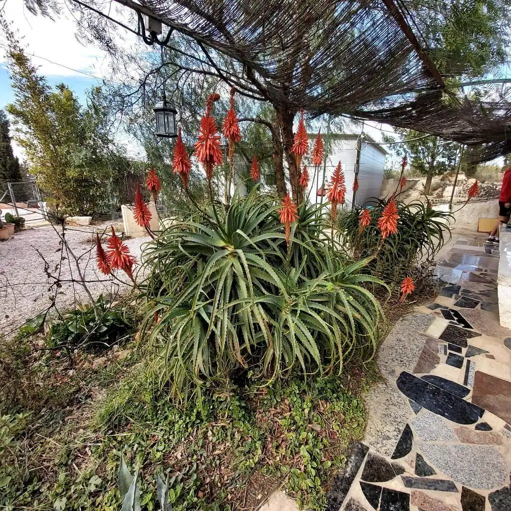 Terreno rústico en venta en Lorca Ciudad, imagen 7