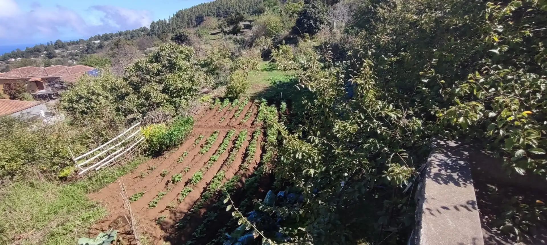 Garden of Detached homes for sale in Icod de los Vinos