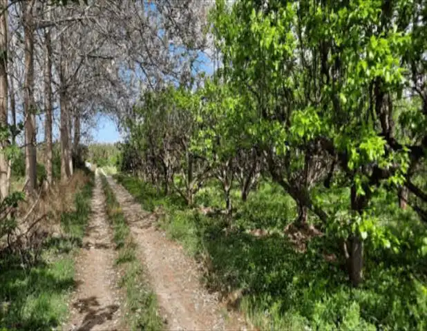Terreny rústic en venda a Urbanitzacions i Pedanies Nord, imagen 2