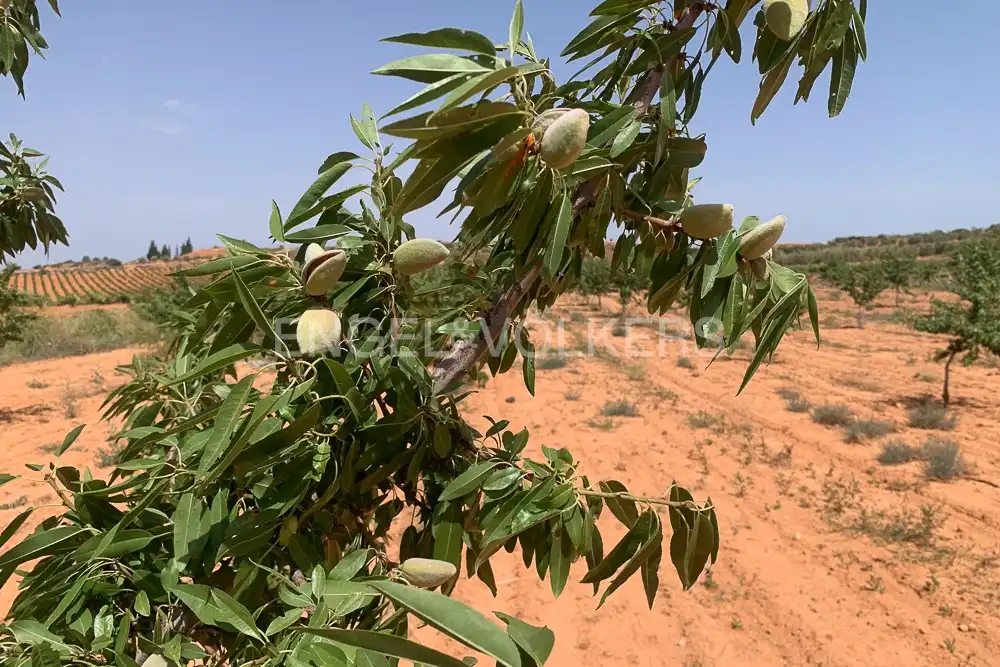 Lands and plots for sale in Requena, imagen 46