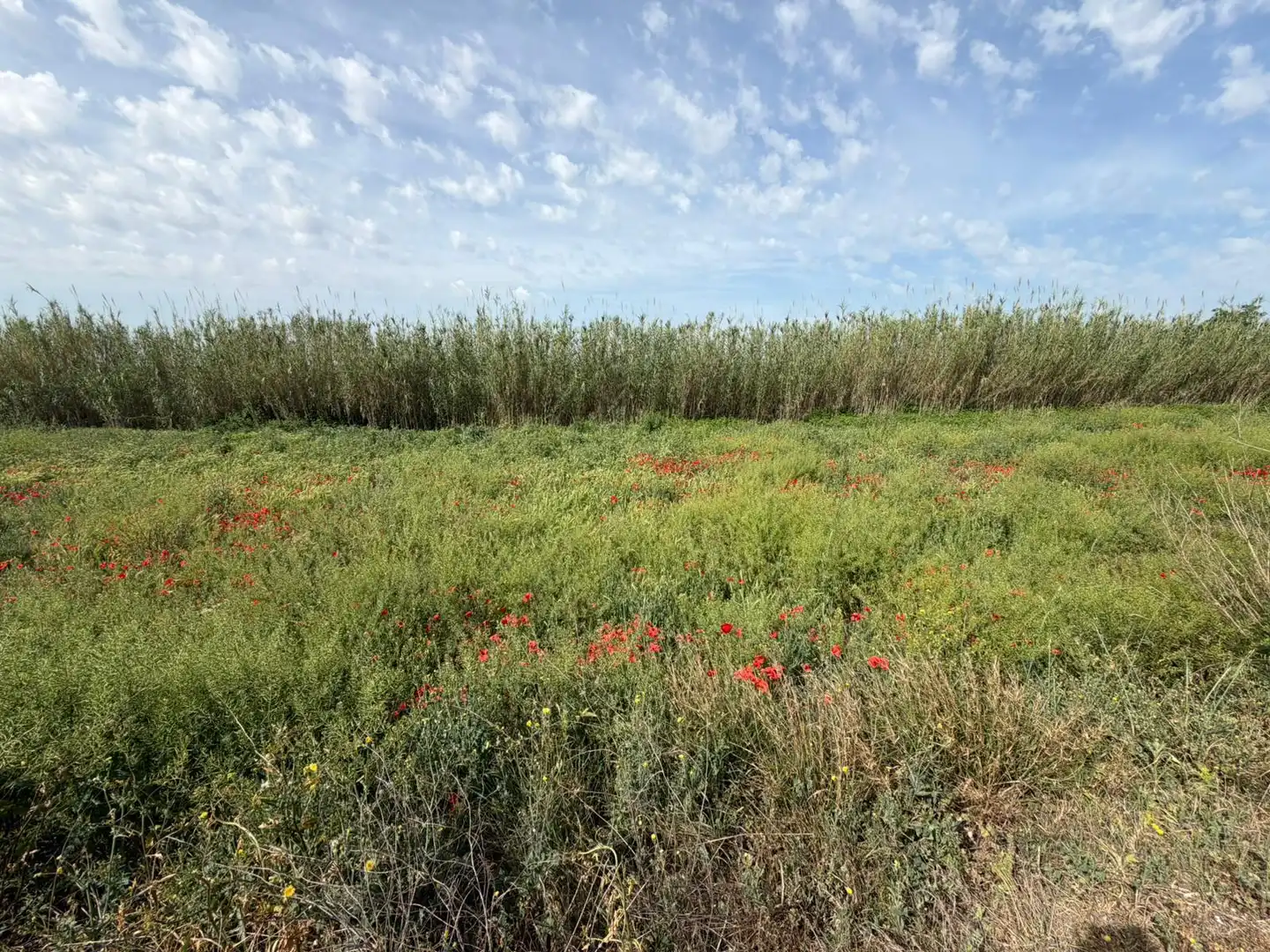 Rural land for sale in Albalate de Cinca, imagen 2
