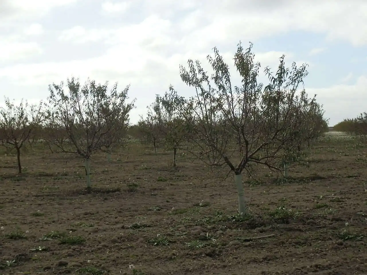Rustikales Grundstück zum Verkauf in Pedro Muñoz, imagen 9