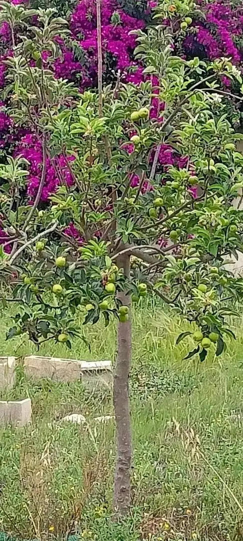 Terreno residenziale in vendita a La Huerta, imagen 10