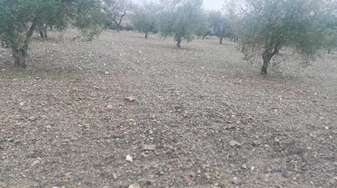 se vende olivar de 120 olivas zona de las arenas, immagine 4