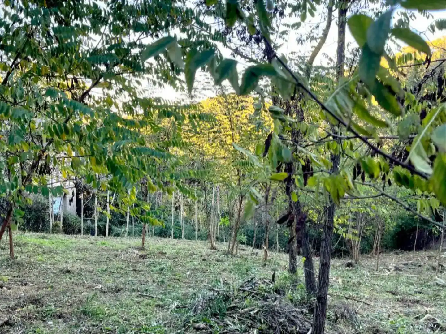Terreno en venta en Les Planes