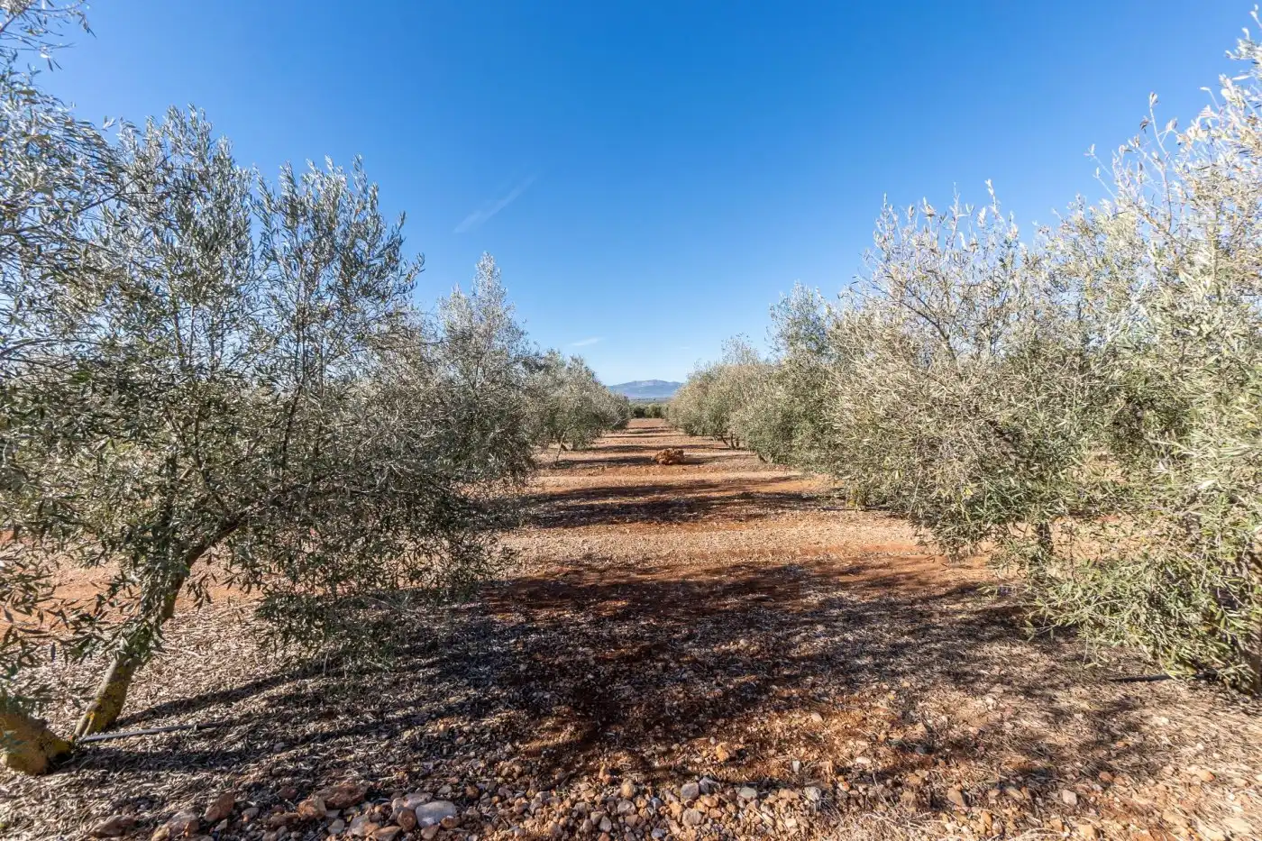 Terreni e lotti in vendita a Pago cortijo de las Monjas, imagen 30