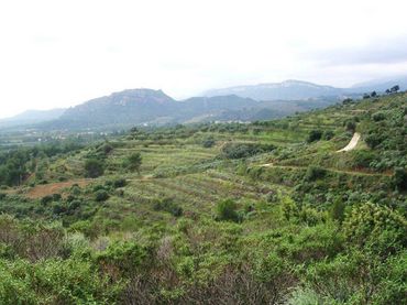 Rural land for sale in Calle MESTRAL