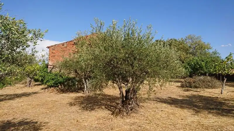 Terreni e lotti in vendita a Tejeda de Tiétar, imagen 12