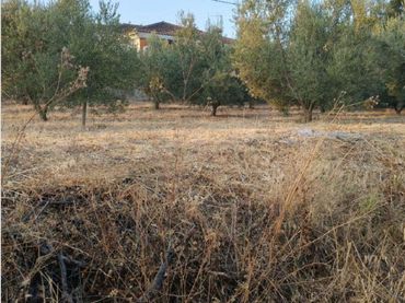 Terreno rustico in vendita a Coín