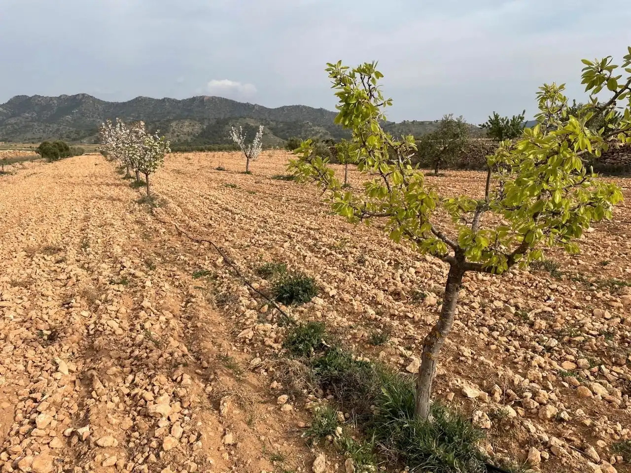 Terreni e lotti in vendita a Yecla, imagen 15