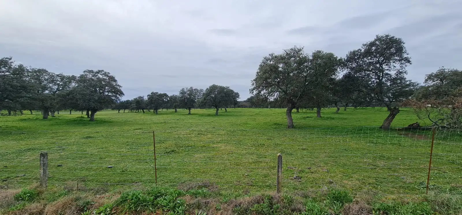 Rustikales Grundstück zum Verkauf in Pozoblanco